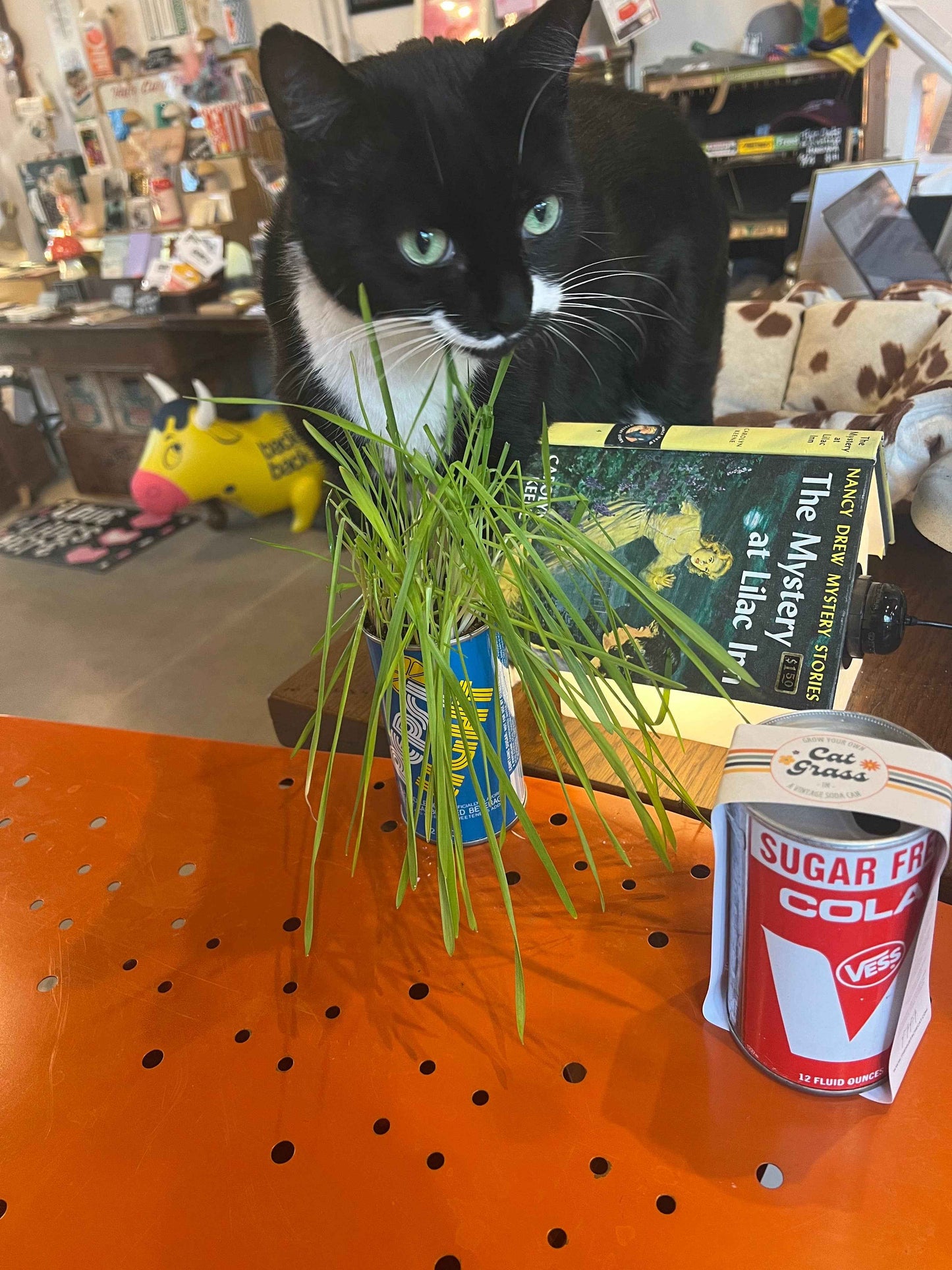 Cat Grass -In- A Vintage Can
