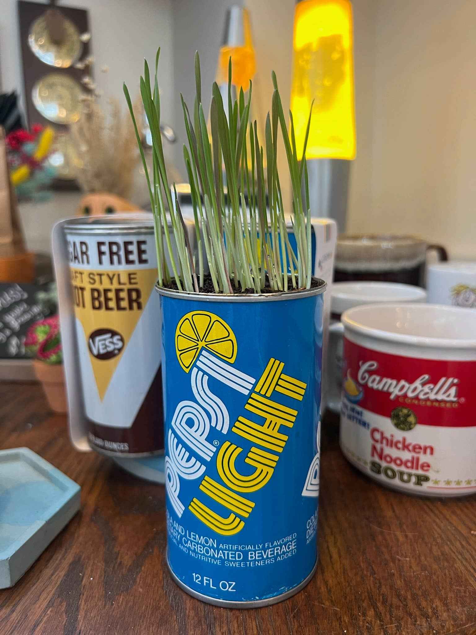 Cat Grass -In- A Vintage Can