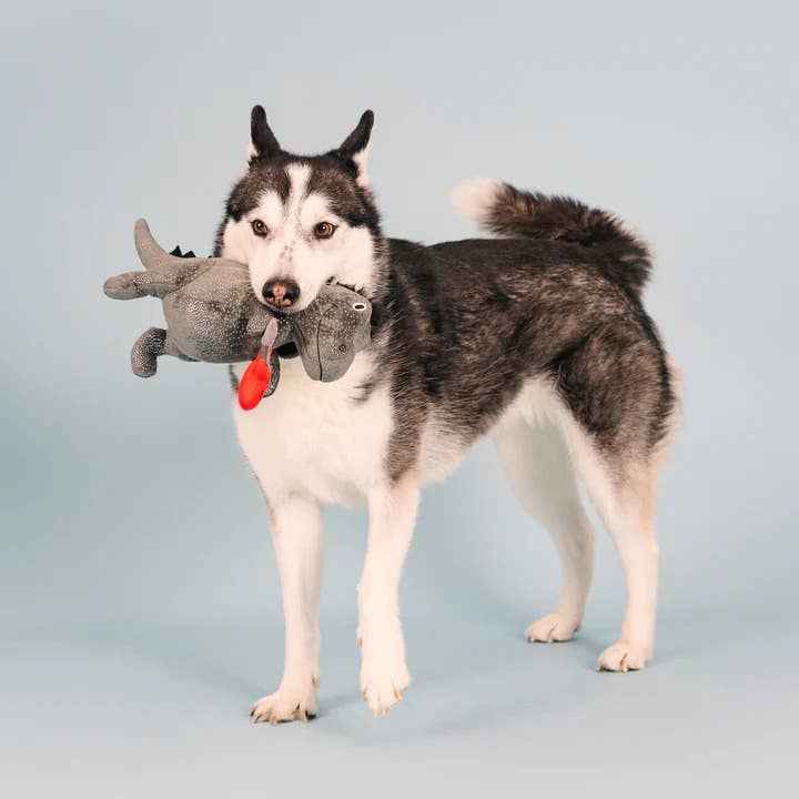 PetShop by Fringe Studio Rocker Rex Plush Dog Toy